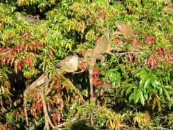 Warane wachsen auf Bäumen - oder?
